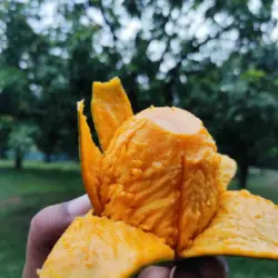 হিমসাগর আম - 12 KG