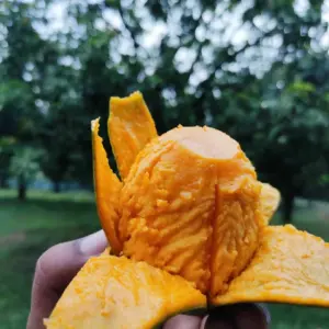 হিমসাগর আম - 12 KG